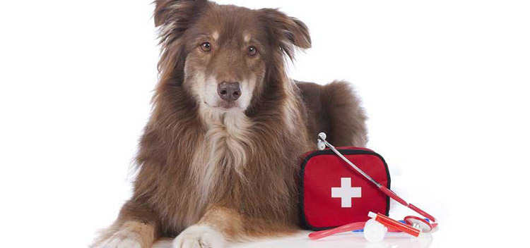 24-Hour 7 Days a Week Emergency Vet Cover