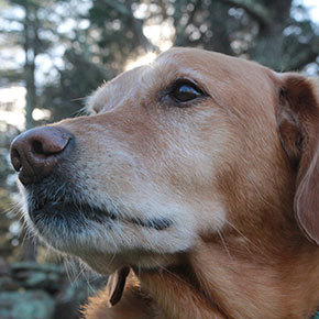 Three senior dog ailments to watch out for