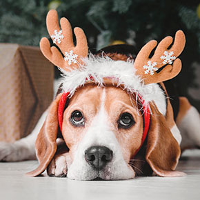 The Vet Whetstone’s festive food safety for dogs