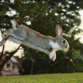 Albert shares 7 wild ways to exercise your rabbit