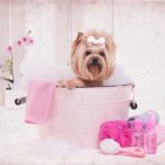 Affordable Spa Day Ideas for Dogs from the Nurses at The Vet Whetstone