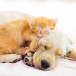 The Vet Whetstone’s New Puppy & Kitten Guide for Summer