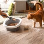 9 Reasons Your Cat Could Be Soiling Indoors